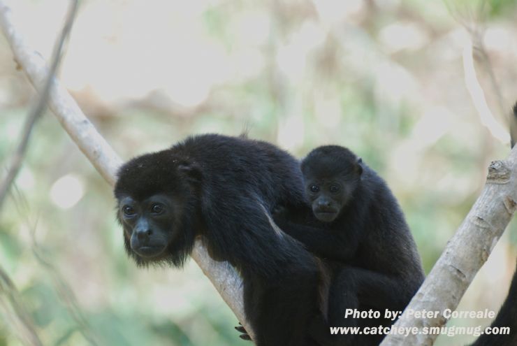 howler monkeys